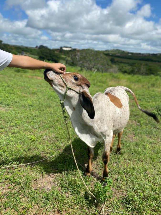 Fazenda Terra Bonita - Trilhas e Passeios a Cavalo - Suítes e Chalés Tipo Flat Serra de São Bento Exterior foto